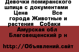 Девочки помиранского шпица с документами › Цена ­ 23 000 - Все города Животные и растения » Собаки   . Амурская обл.,Благовещенский р-н